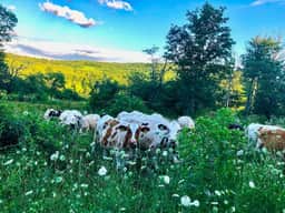 12 Acres of Country Life • Magical Catskills Home
