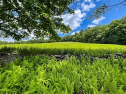 Off-Grid Catskills Cabin on 4 Private Acres - Image 5