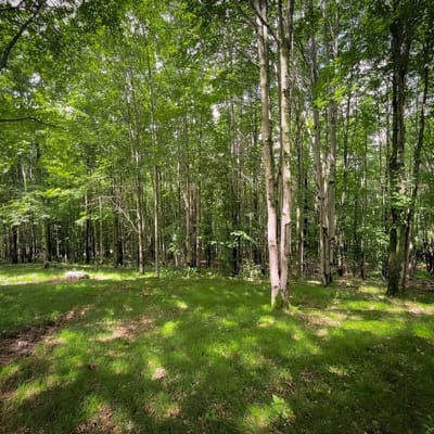 Off-Grid Catskills Cabin on 4 Private Acres