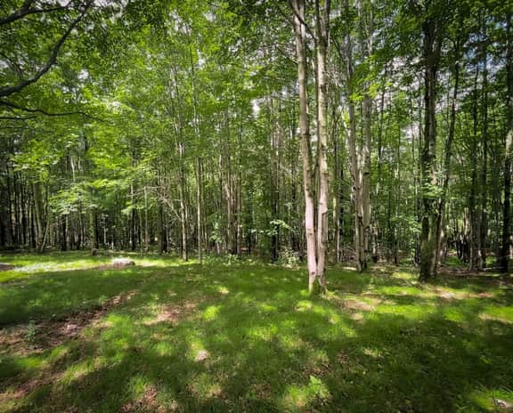 Off-Grid Catskills Cabin on 4 Private Acres